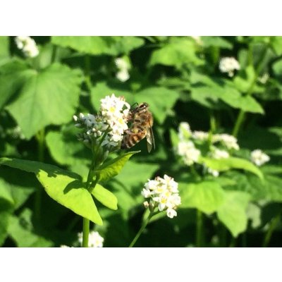 画像7: 【ハニーNO.9】純白の蕎麦(120g)