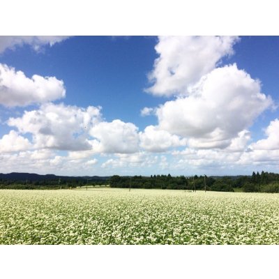 画像8: 【ハニーNO.9】純白の蕎麦(120g)