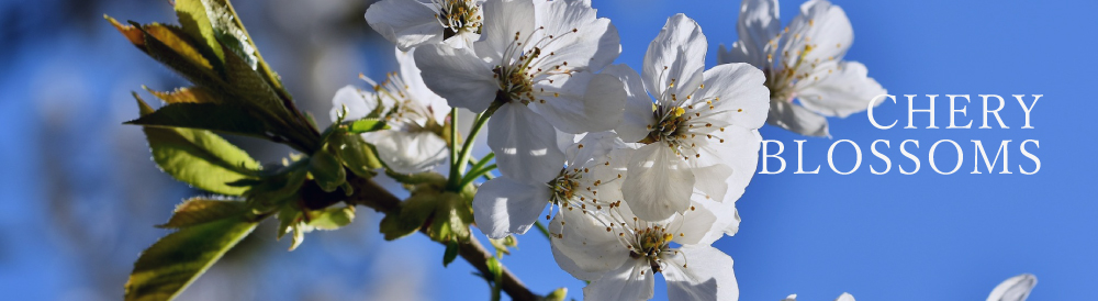 はちべい蜂蜜｜八米の国産純粋はちみつは、お歳暮やお中元、ギフトにも新潟の手土産としておしゃれで人気のハチミツです。