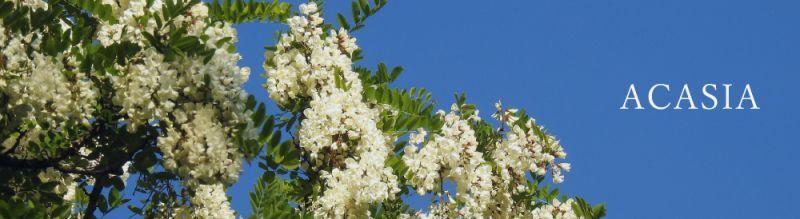 はちべい蜂蜜｜八米の国産純粋はちみつは、お歳暮やお中元、ギフトにも新潟の手土産としておしゃれで人気のハチミツです。