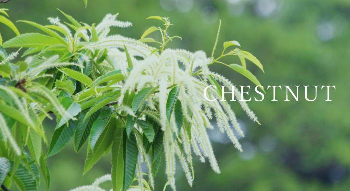 はちべい蜂蜜｜八米の国産純粋はちみつは、お歳暮やお中元、ギフトにも新潟の手土産としておしゃれで人気のハチミツです。