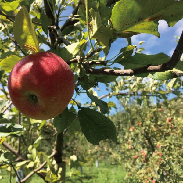 画像6: 【ハニーNO.6】リンゴの苑/ (120g) (6)